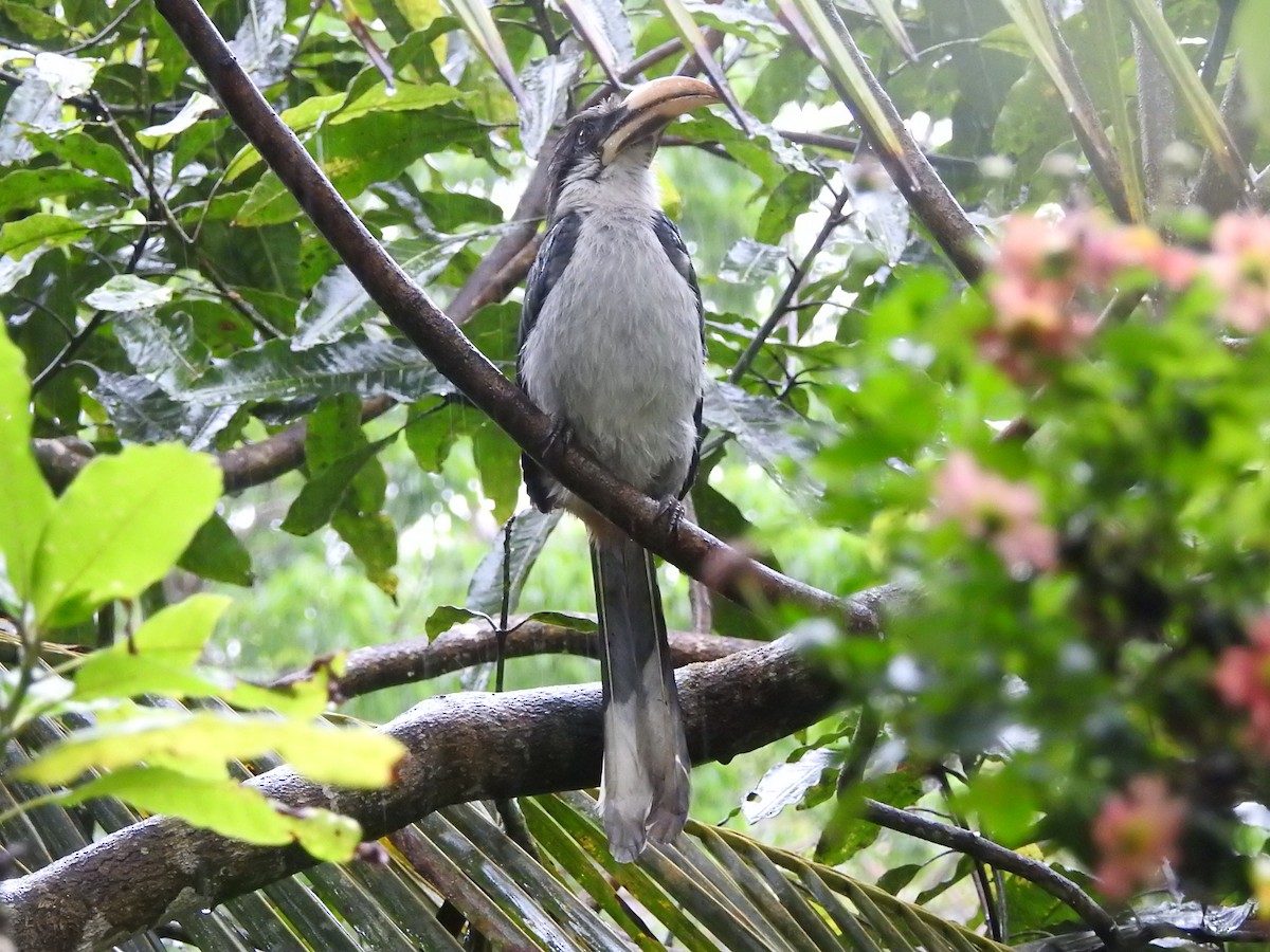 Sri Lanka Gray Hornbill - ML646421116