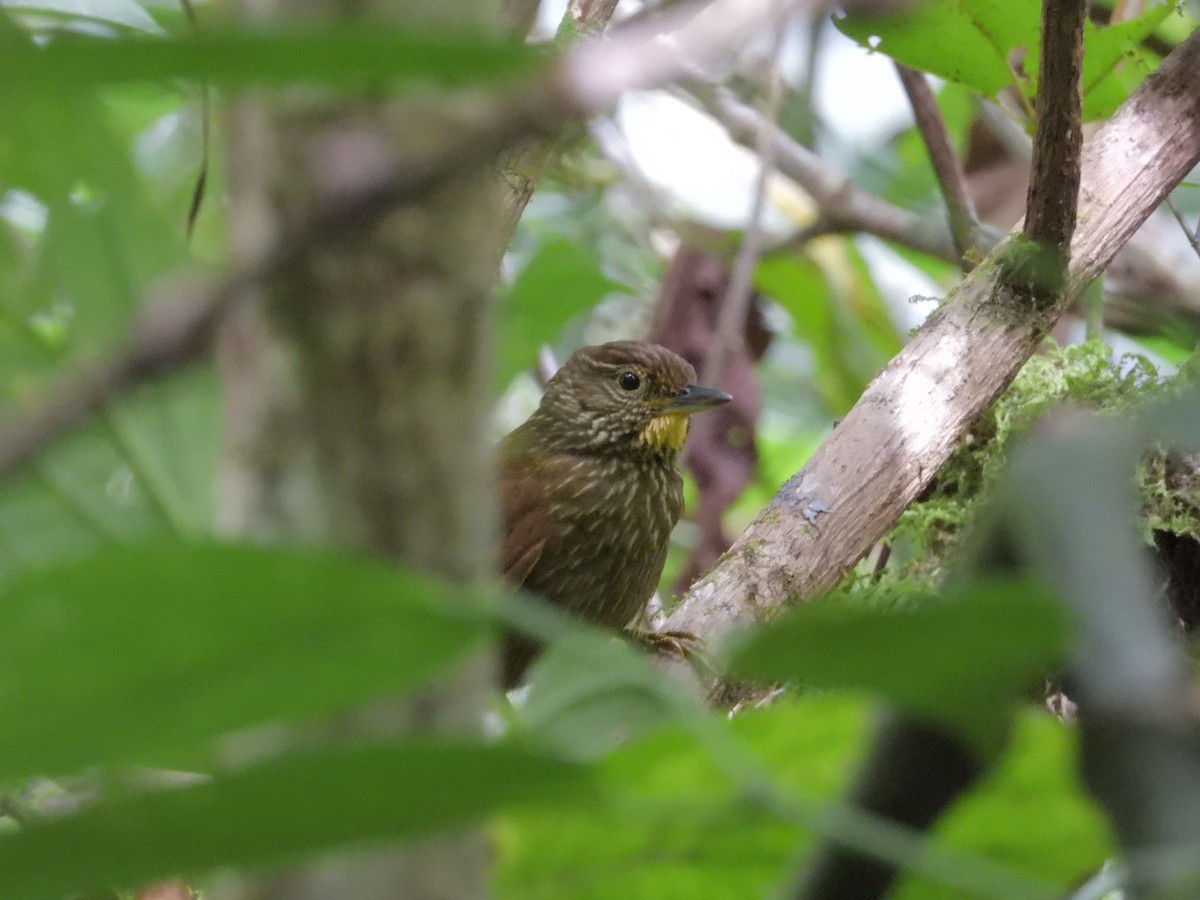 Lineated Foliage-gleaner - ML646421117