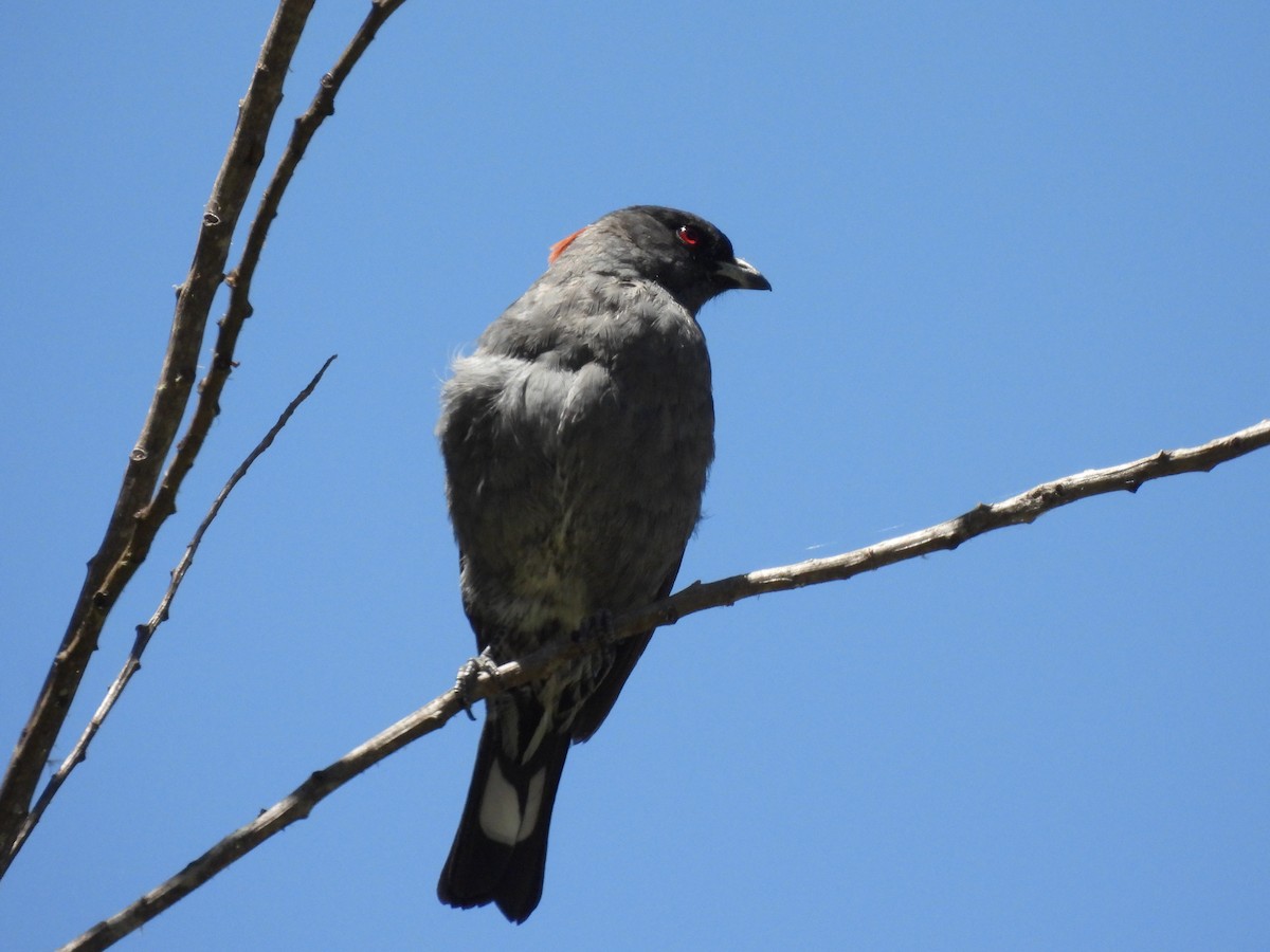 Red-crested Cotinga - ML646421118