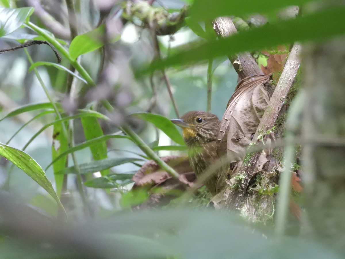 Lineated Foliage-gleaner - ML646421119