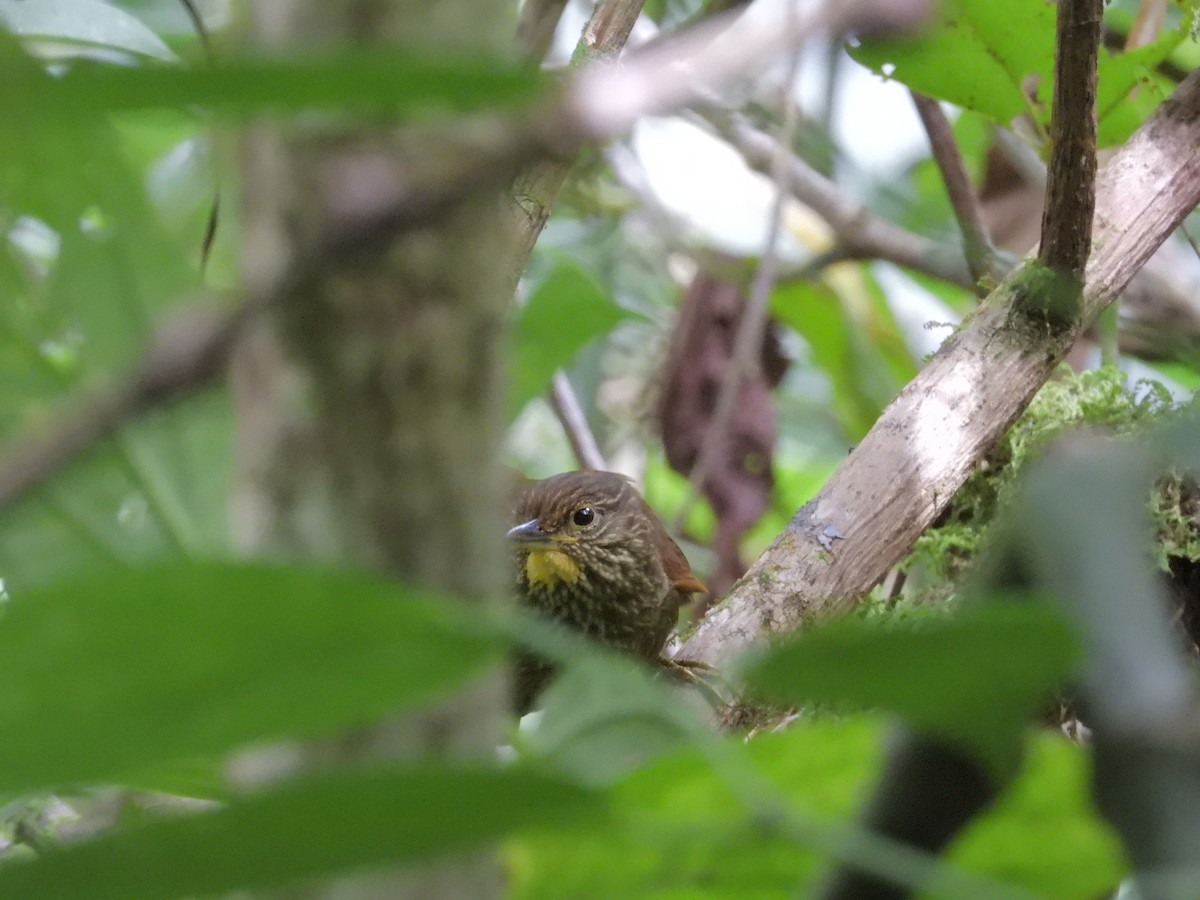 Lineated Foliage-gleaner - ML646421120