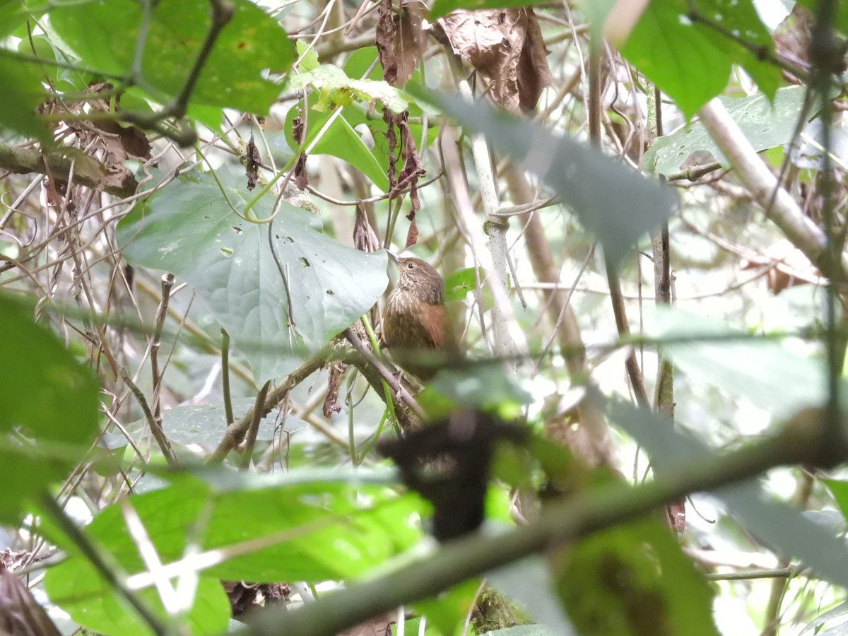 Lineated Foliage-gleaner - ML646421121