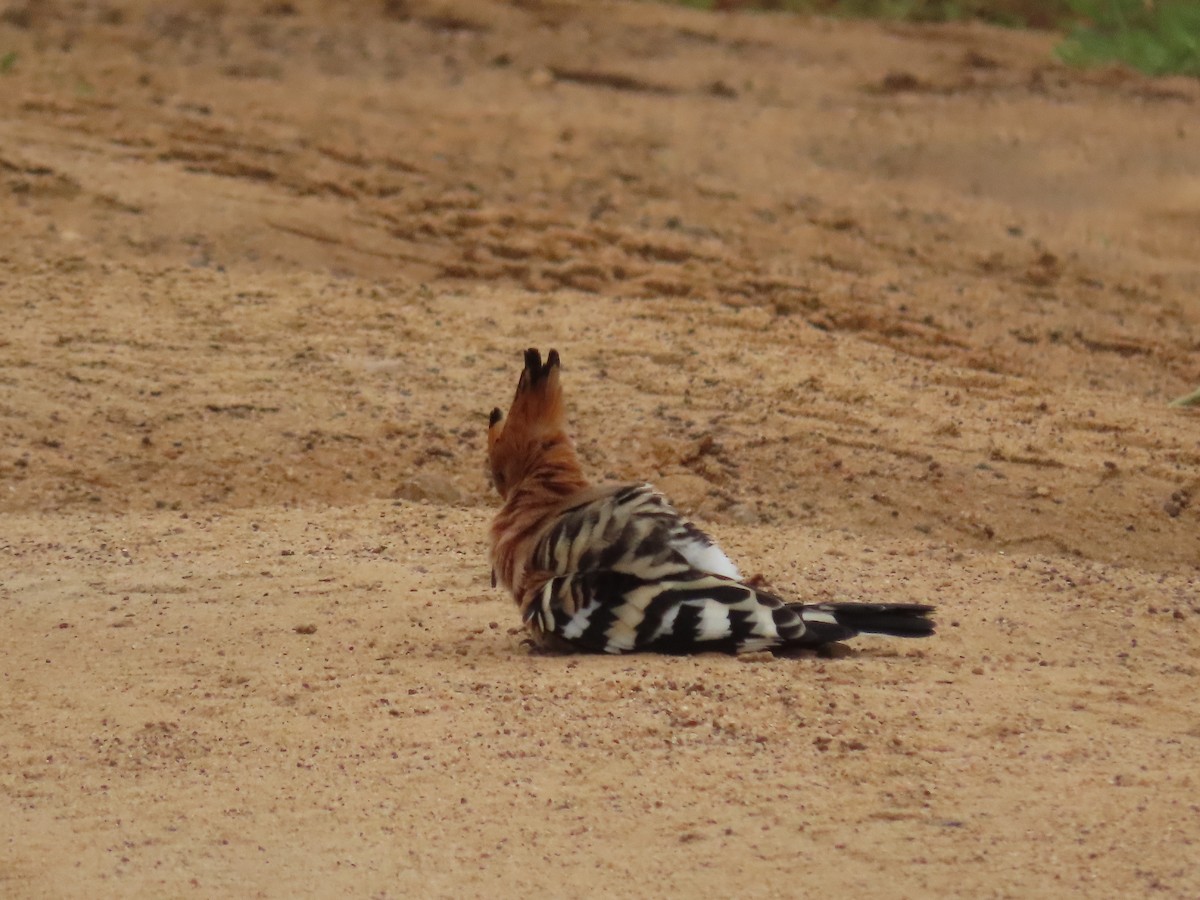 Common Hoopoe - ML646421122