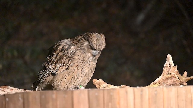 Blakiston's Fish-Owl - ML646421123
