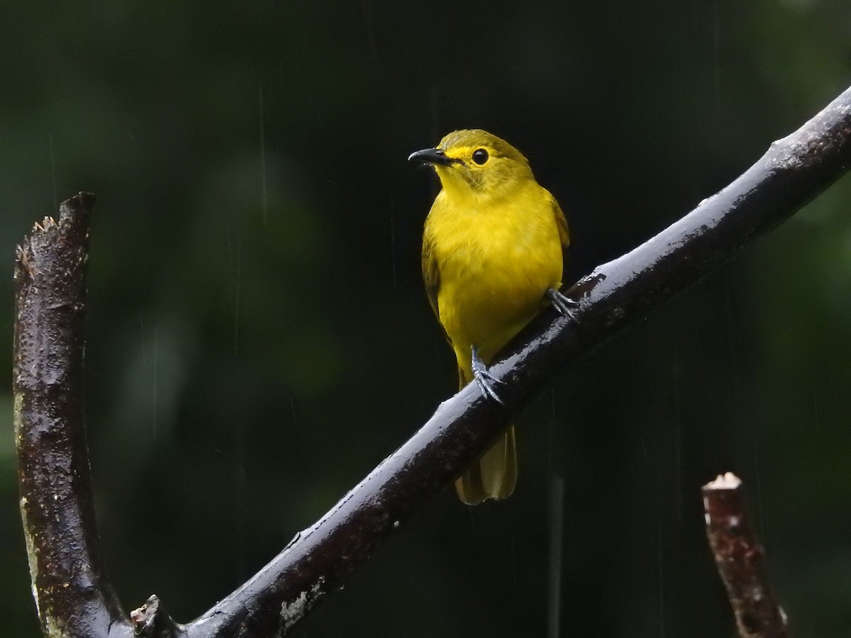 Yellow-browed Bulbul - ML646421126