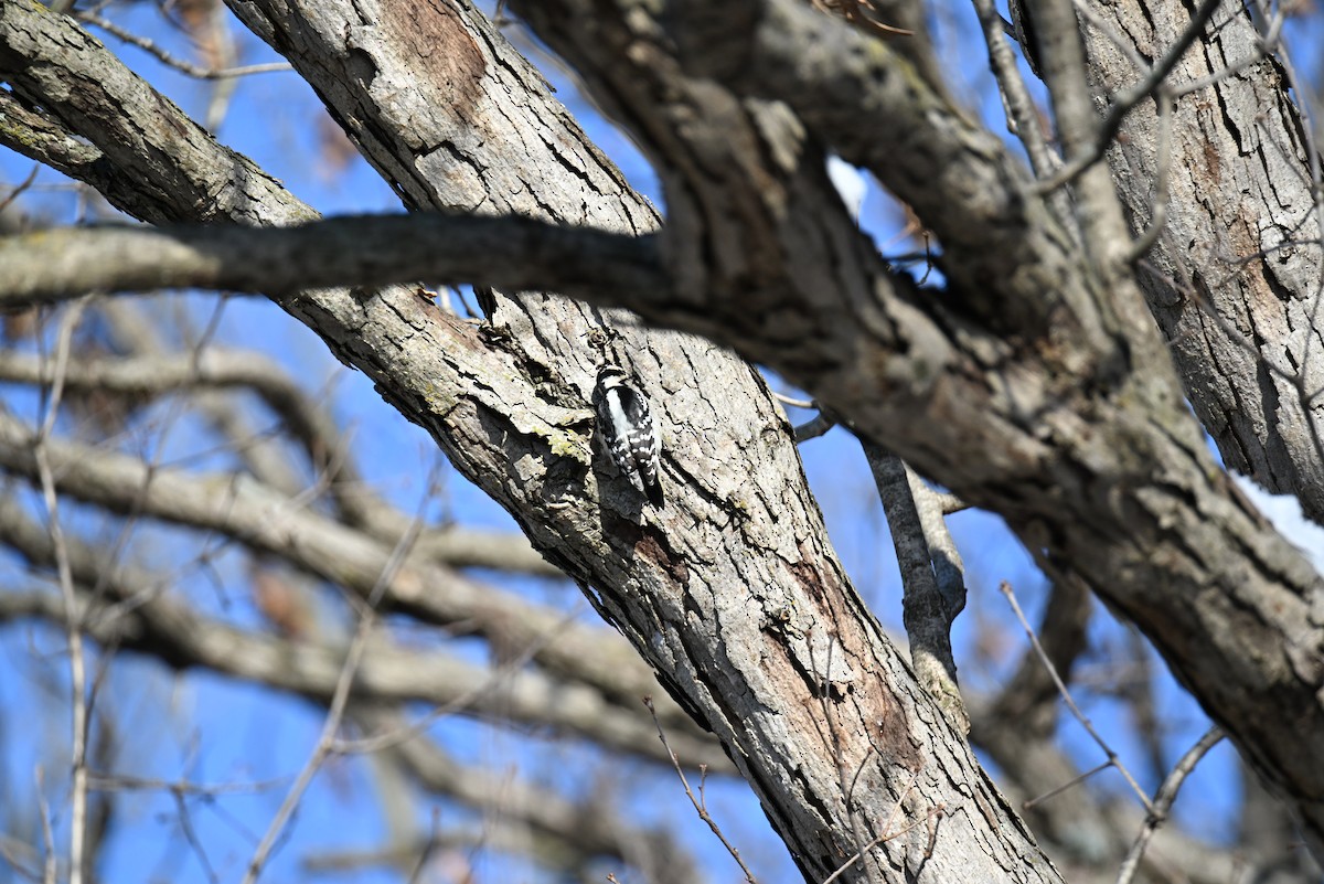 Downy Woodpecker - ML646421127