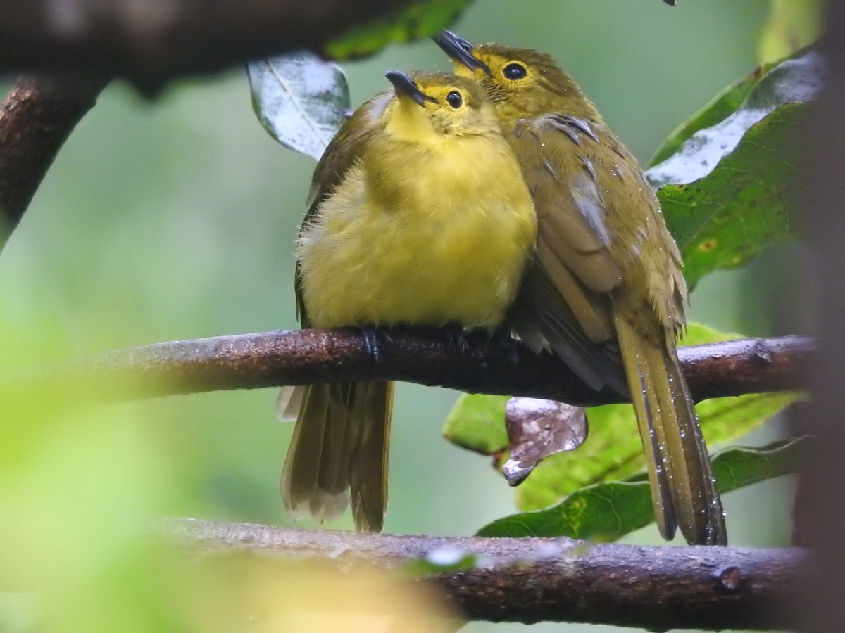 Yellow-browed Bulbul - ML646421128