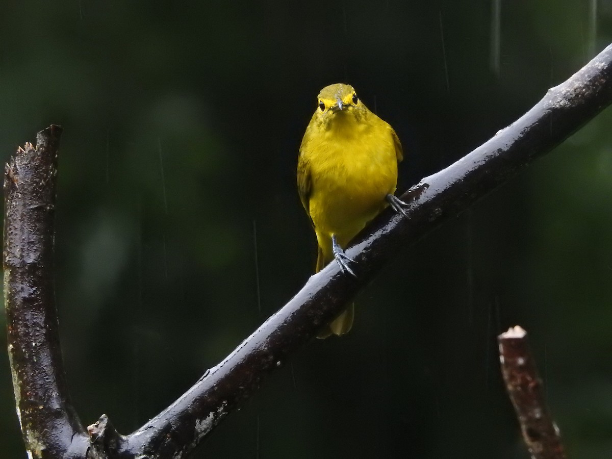 Yellow-browed Bulbul - ML646421129