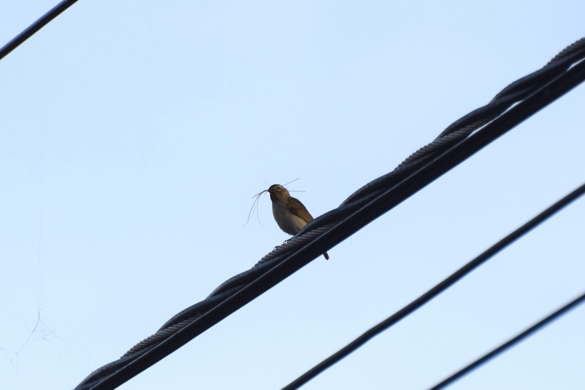 Yellow-faced Grassquit - ML646421130