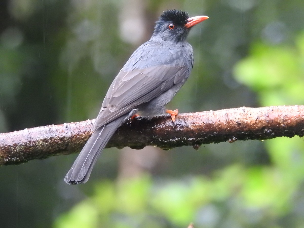 Square-tailed Bulbul - ML646421131