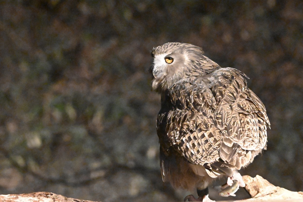 Blakiston's Fish-Owl - ML646421137