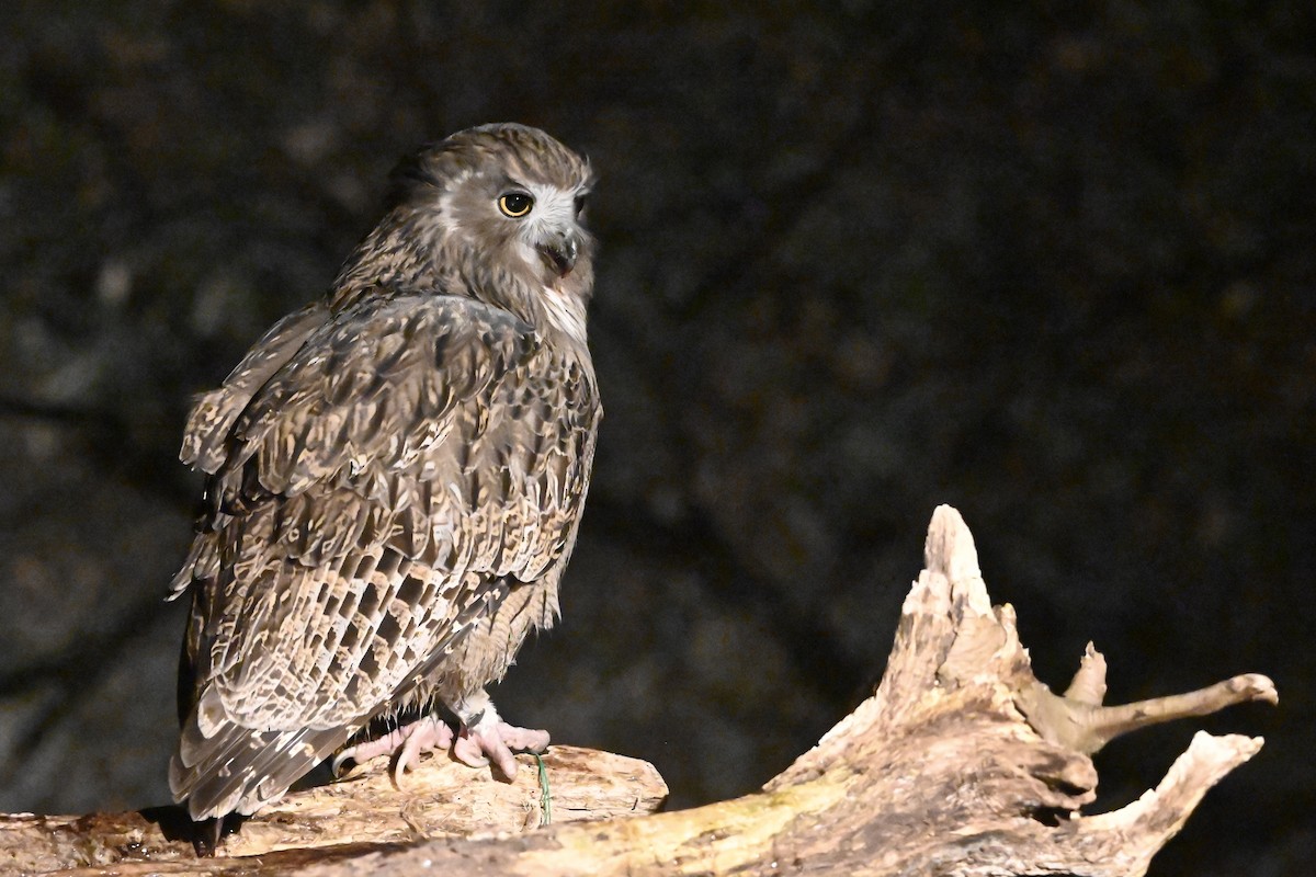 Blakiston's Fish-Owl - ML646421138