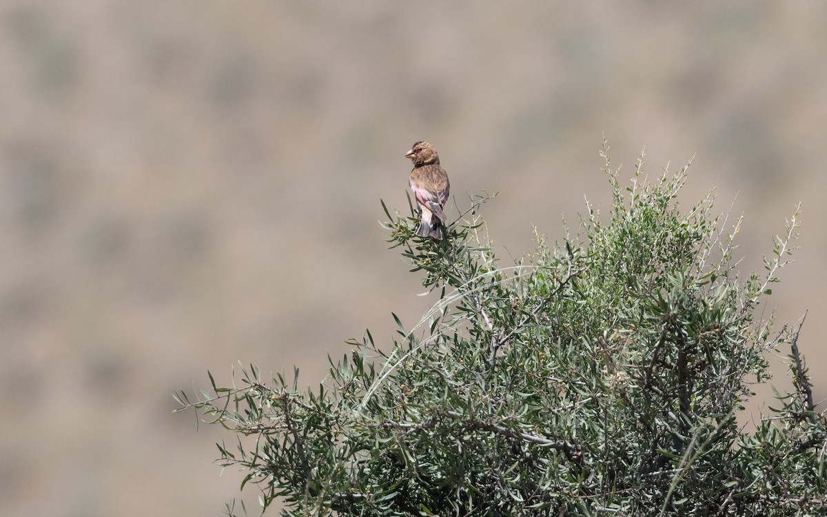 Crimson-winged Finch - ML646421139
