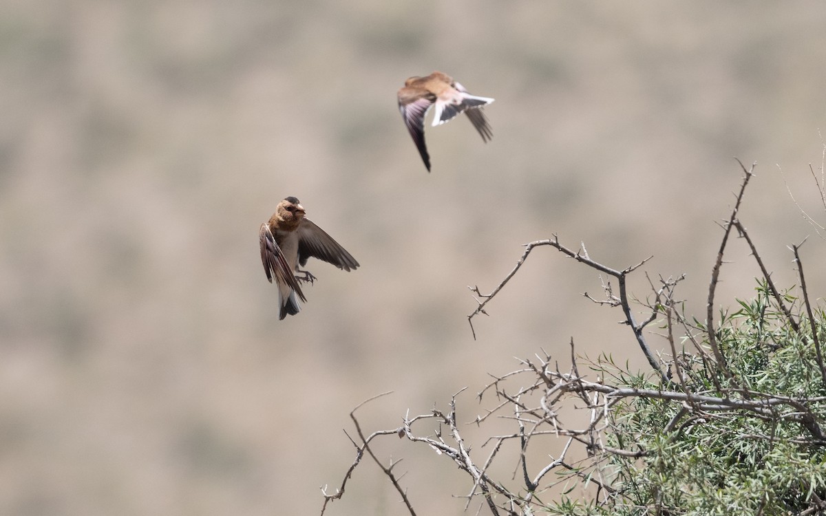 Alamecek - ML646421140