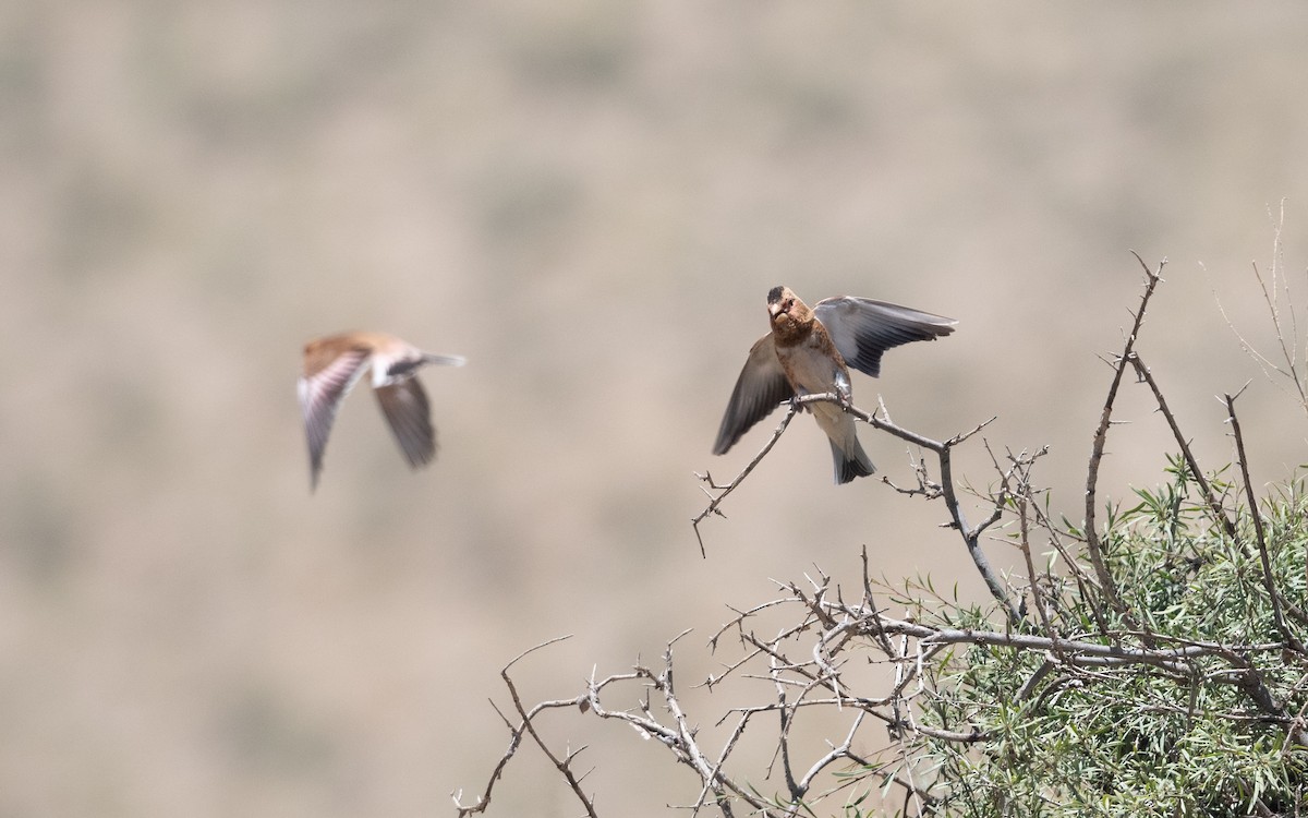 Crimson-winged Finch - ML646421141