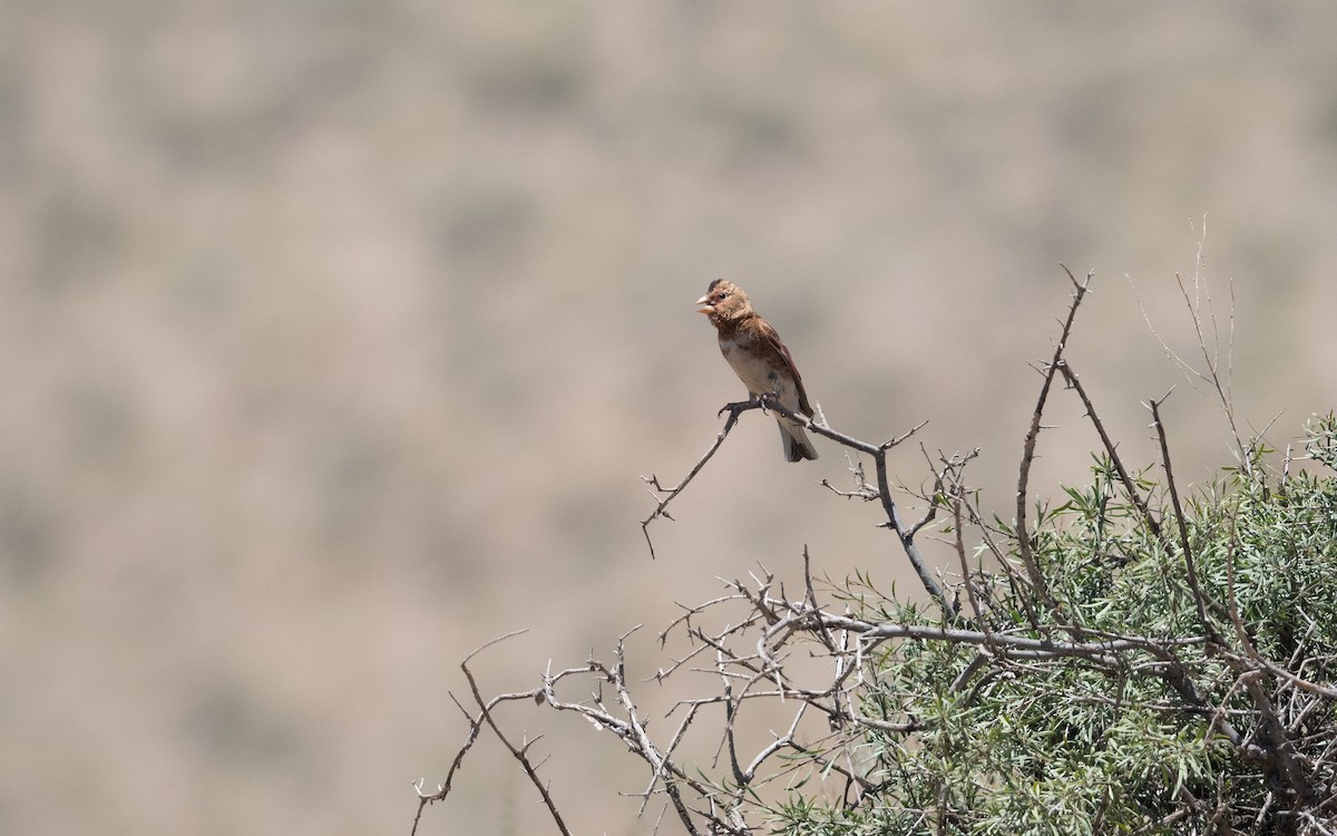 Crimson-winged Finch - ML646421142