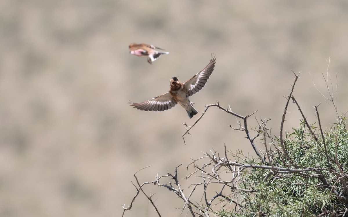 Crimson-winged Finch - ML646421143