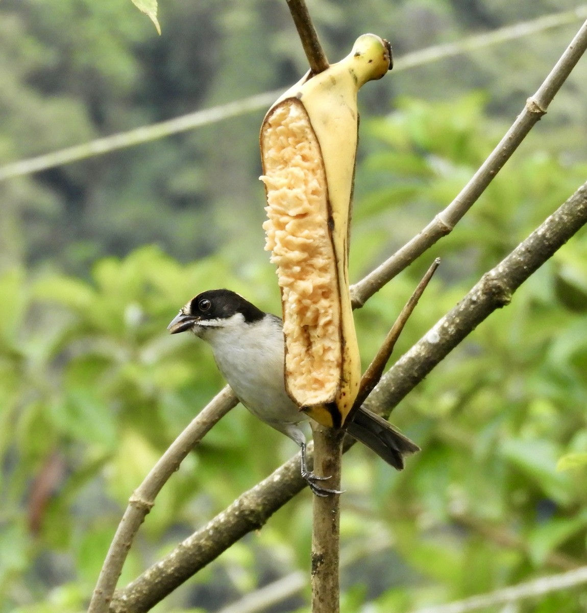 White-winged Brushfinch - ML646421144