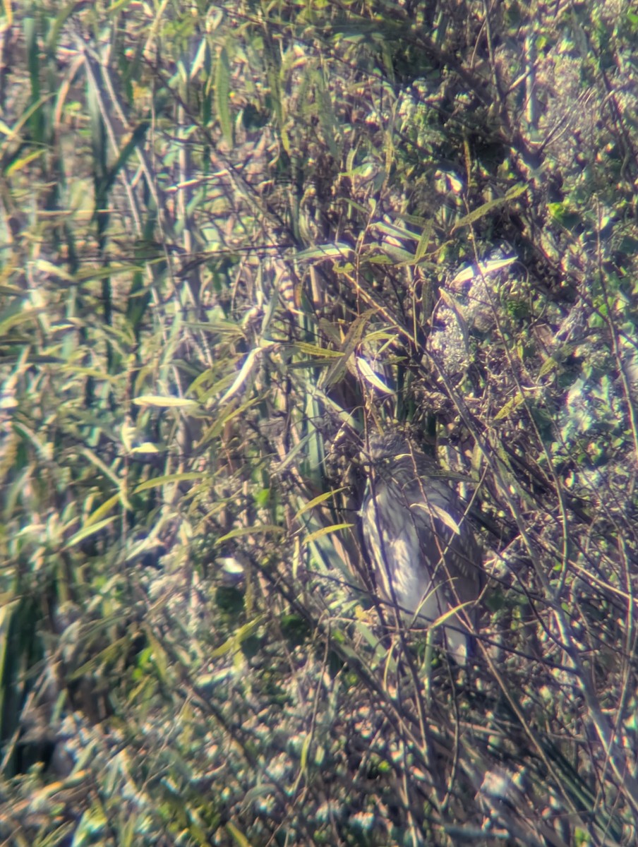 Black-crowned Night Heron - ML646421145