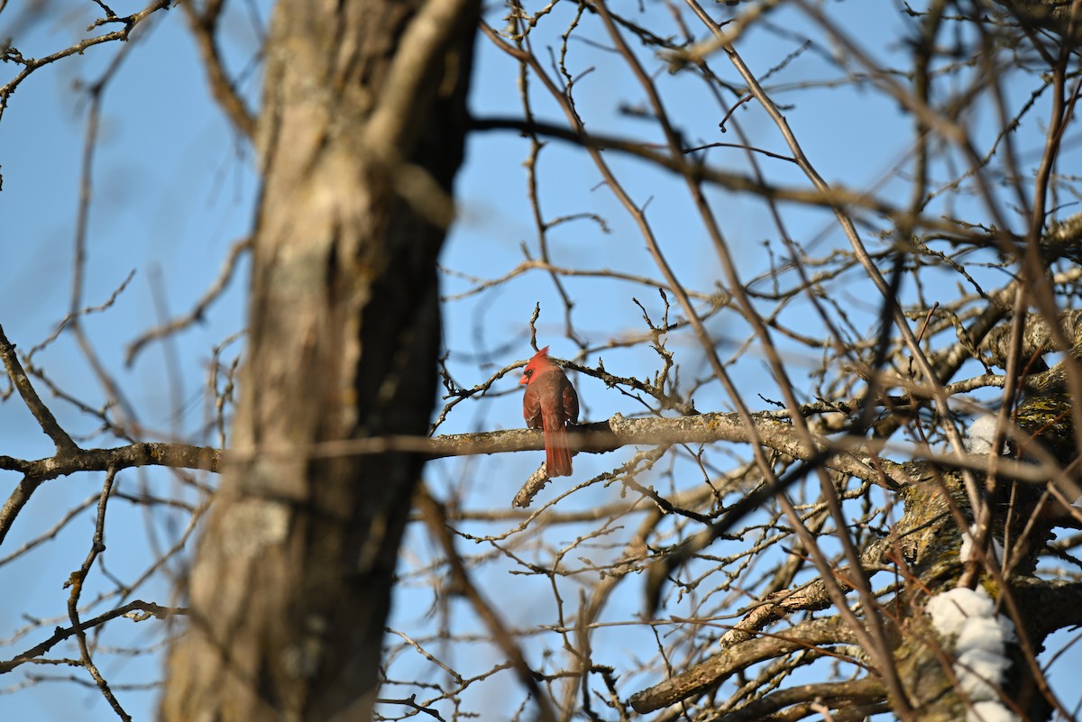 Northern Cardinal - ML646421147