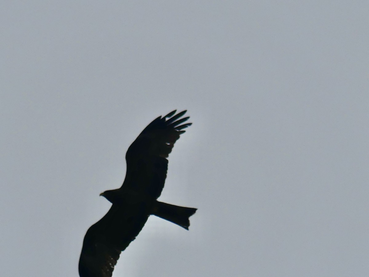 黑鳶 - ML646421148