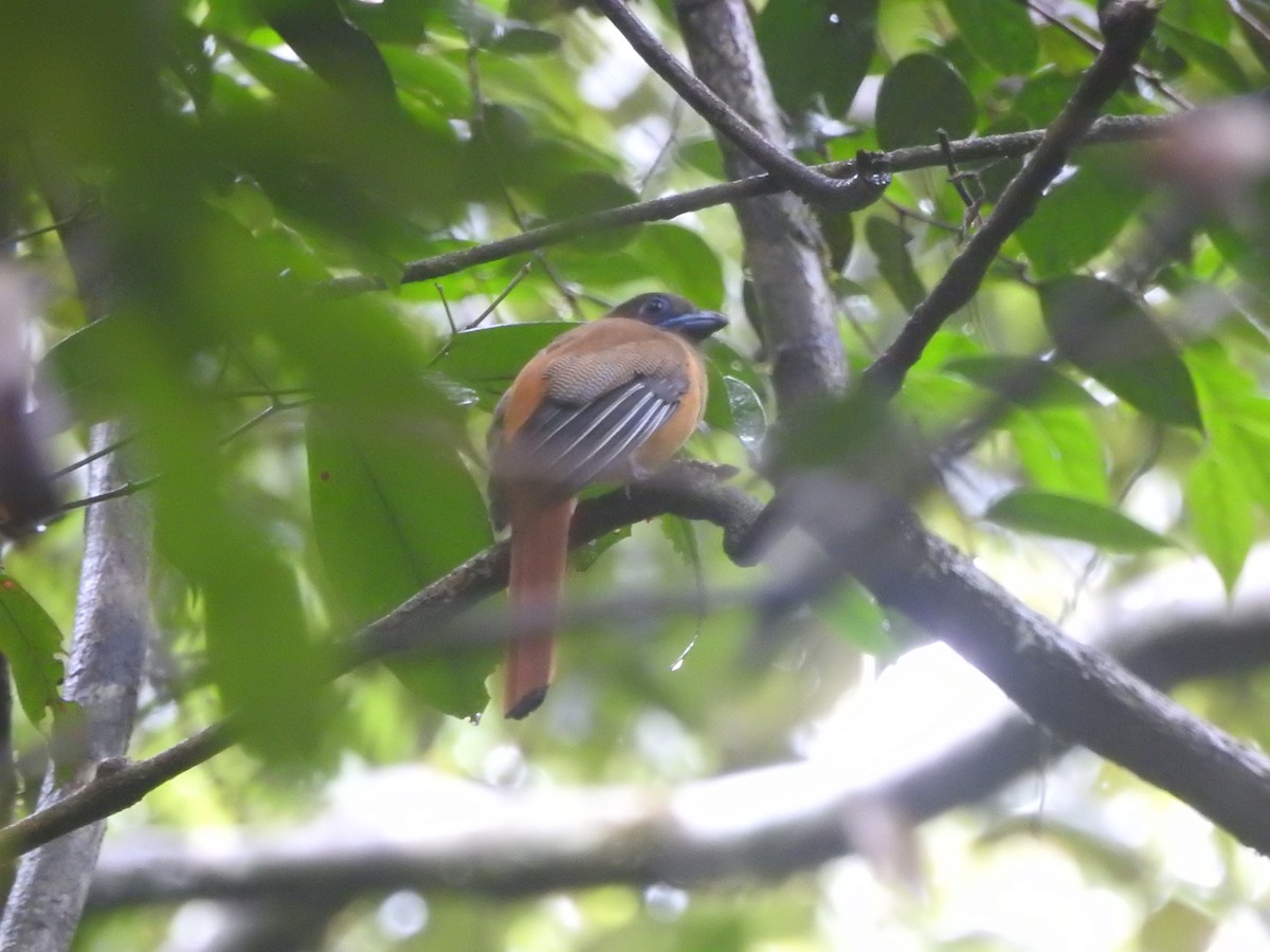 Malabar Trogon - ML646421149