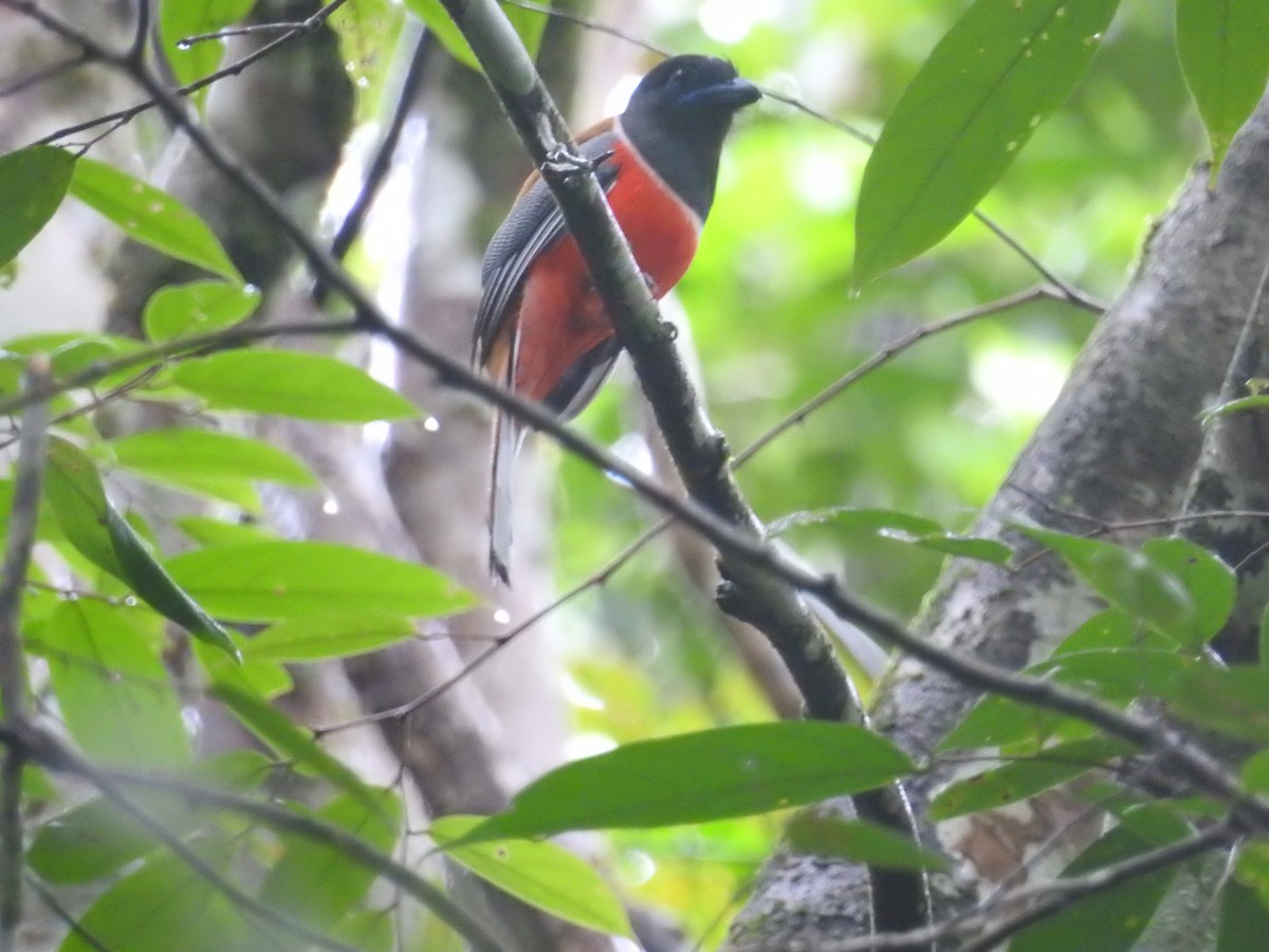 Malabar Trogon - ML646421150