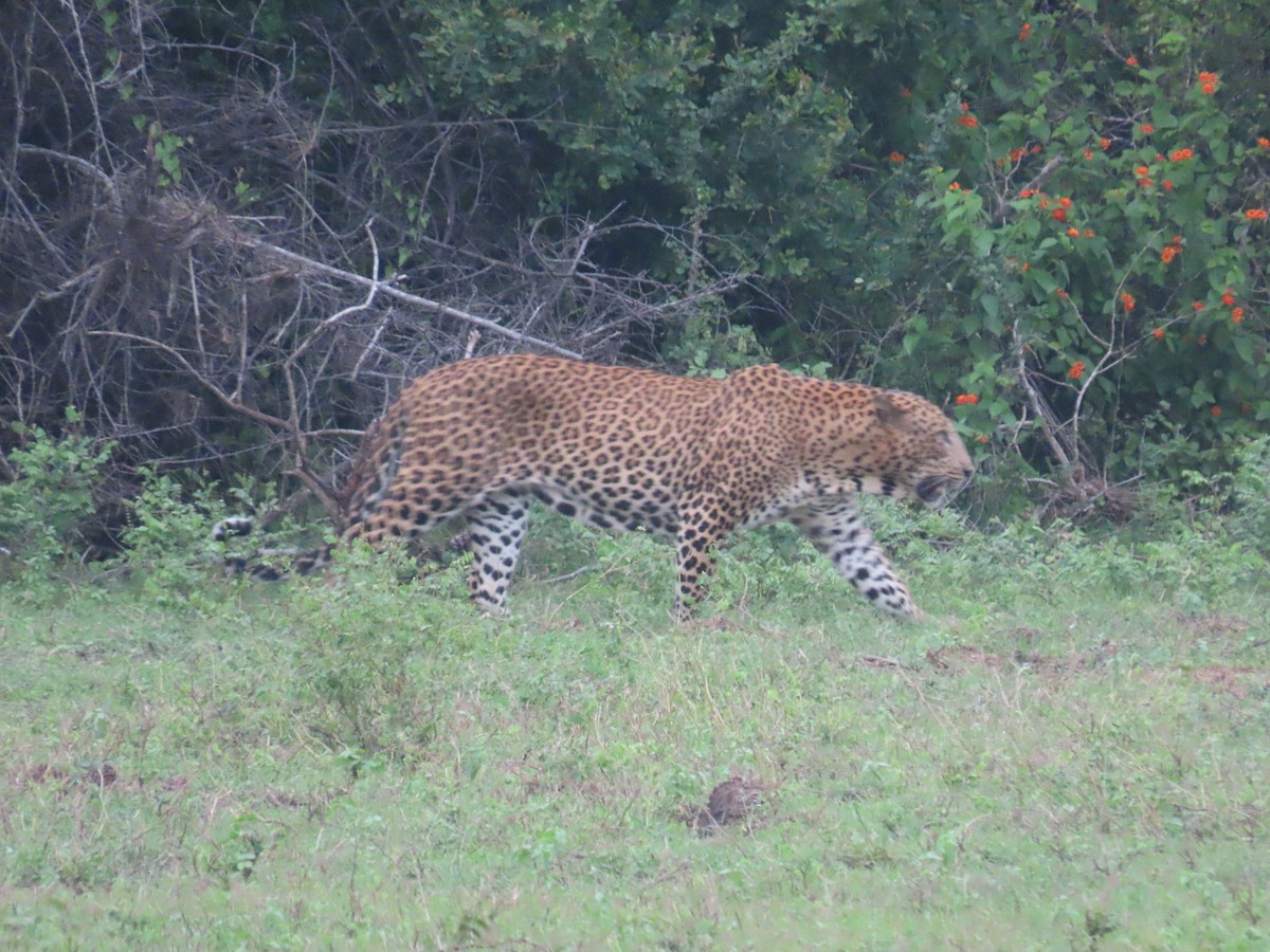 Animals - ML646421151