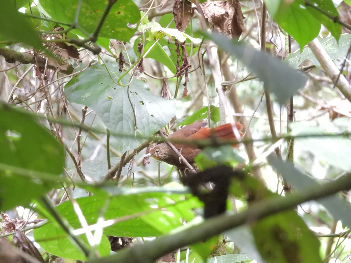 Lineated Foliage-gleaner - ML646421154