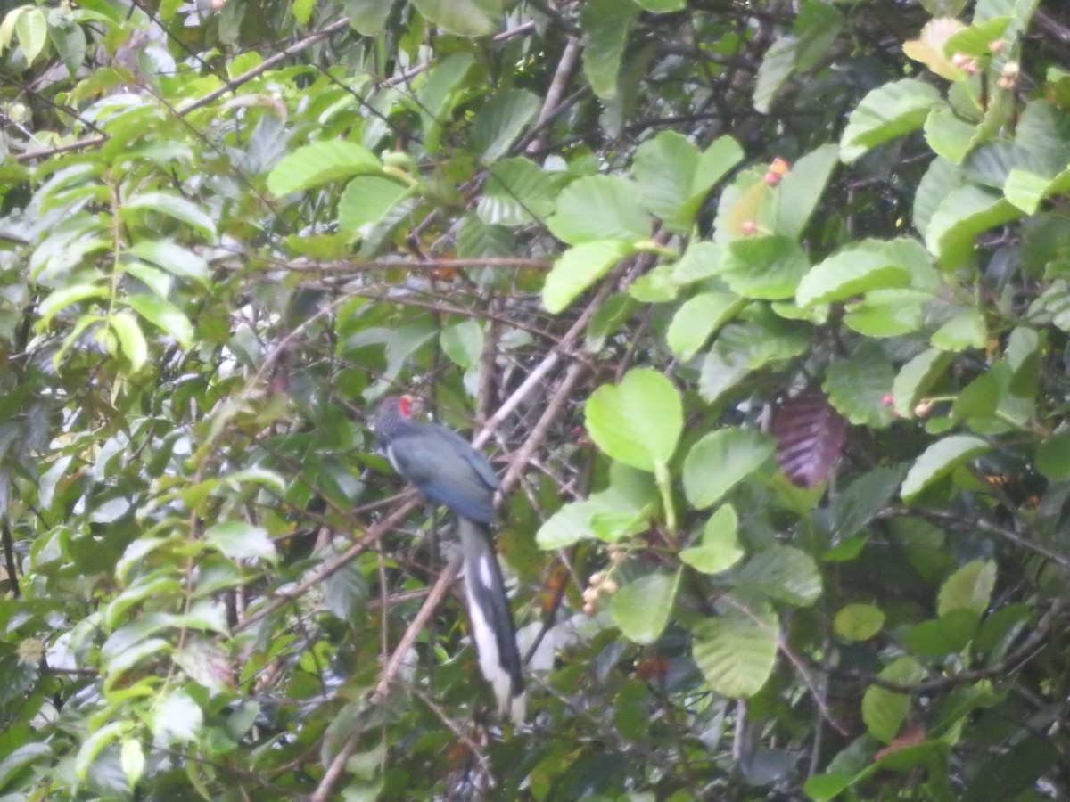 Red-faced Malkoha - ML646421155