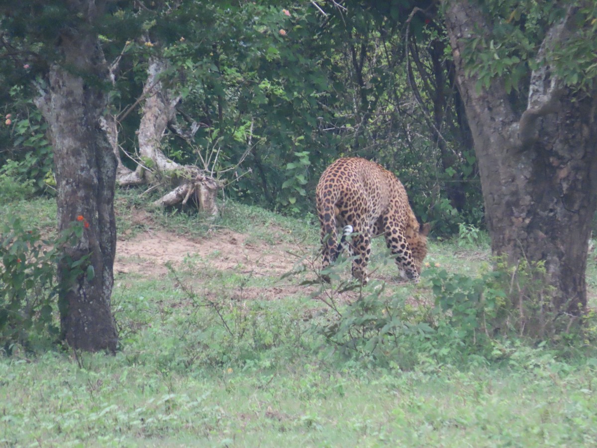 Animals - ML646421156