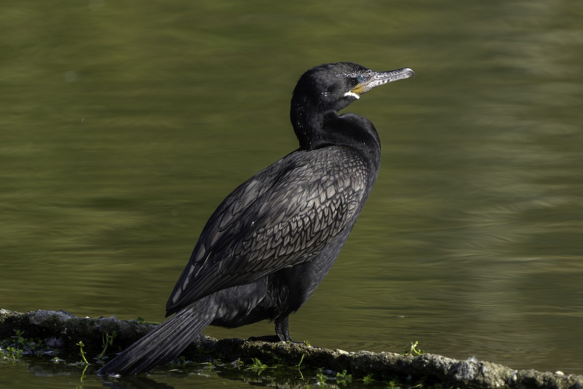 Neotropic Cormorant - ML646421157