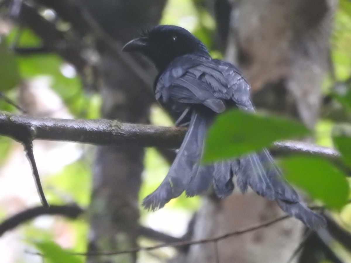 Sri Lanka Drongo - ML646421161