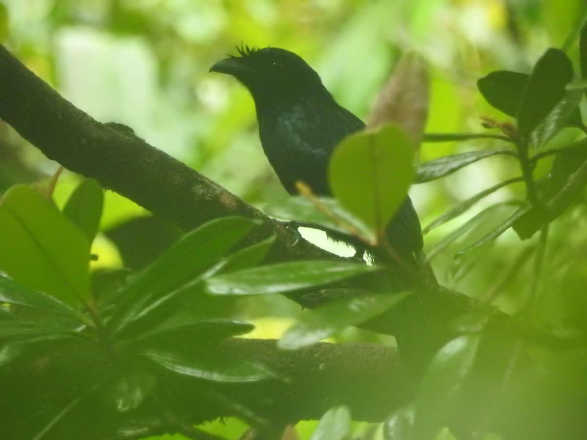 Sri Lanka Drongo - ML646421162