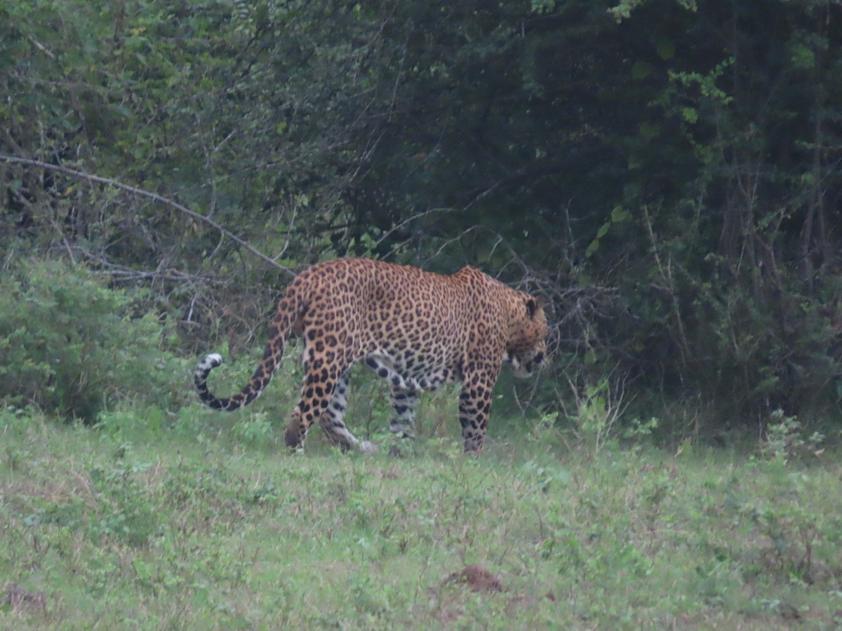 Animals - ML646421163