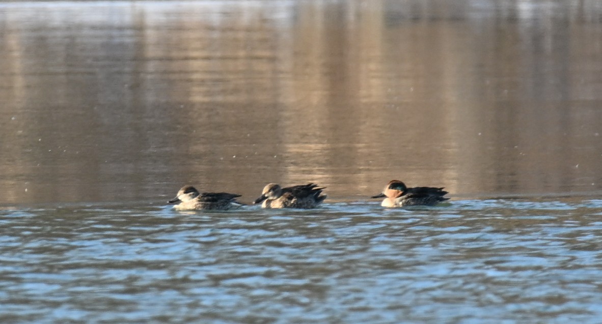 Green-winged Teal - ML646421169