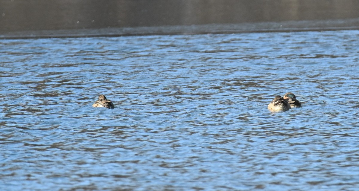 Green-winged Teal - ML646421170