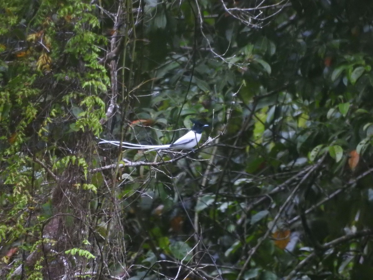 Indian Paradise-Flycatcher - ML646421171