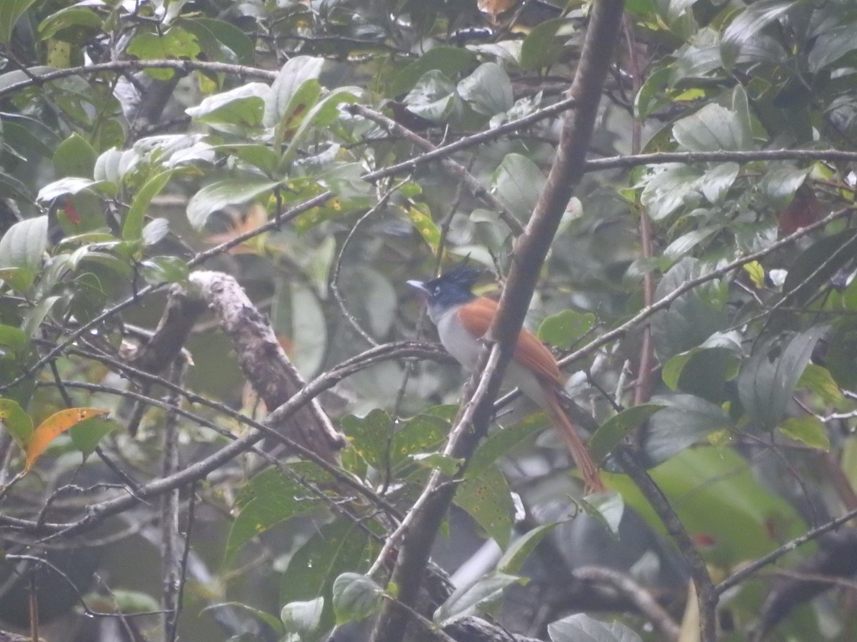 Indian Paradise-Flycatcher - ML646421172