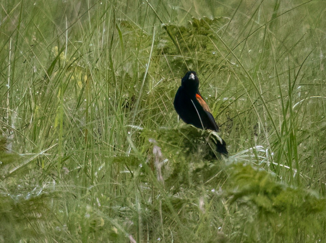 Fan-tailed Widowbird - ML646421174