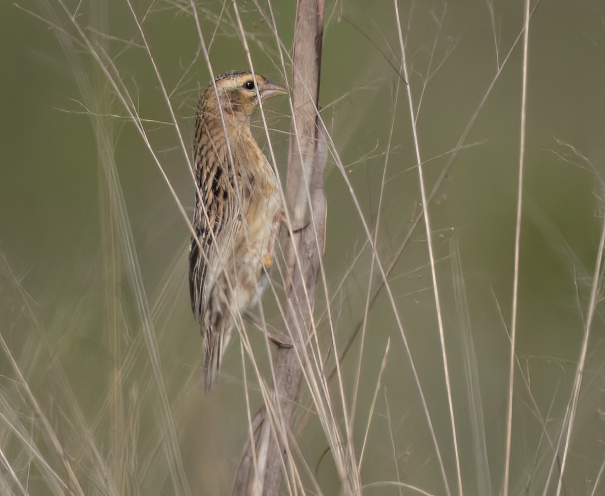 Fan-tailed Widowbird - ML646421175