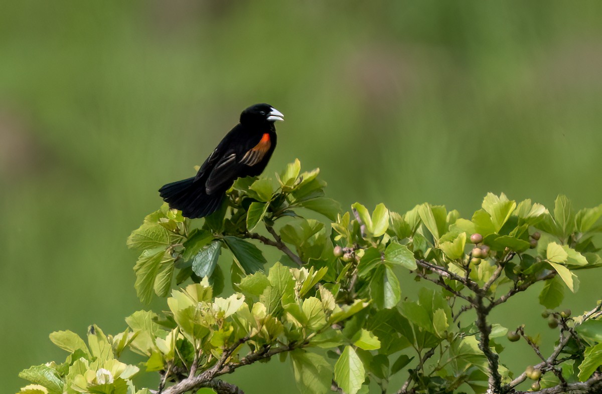 Fan-tailed Widowbird - ML646421176