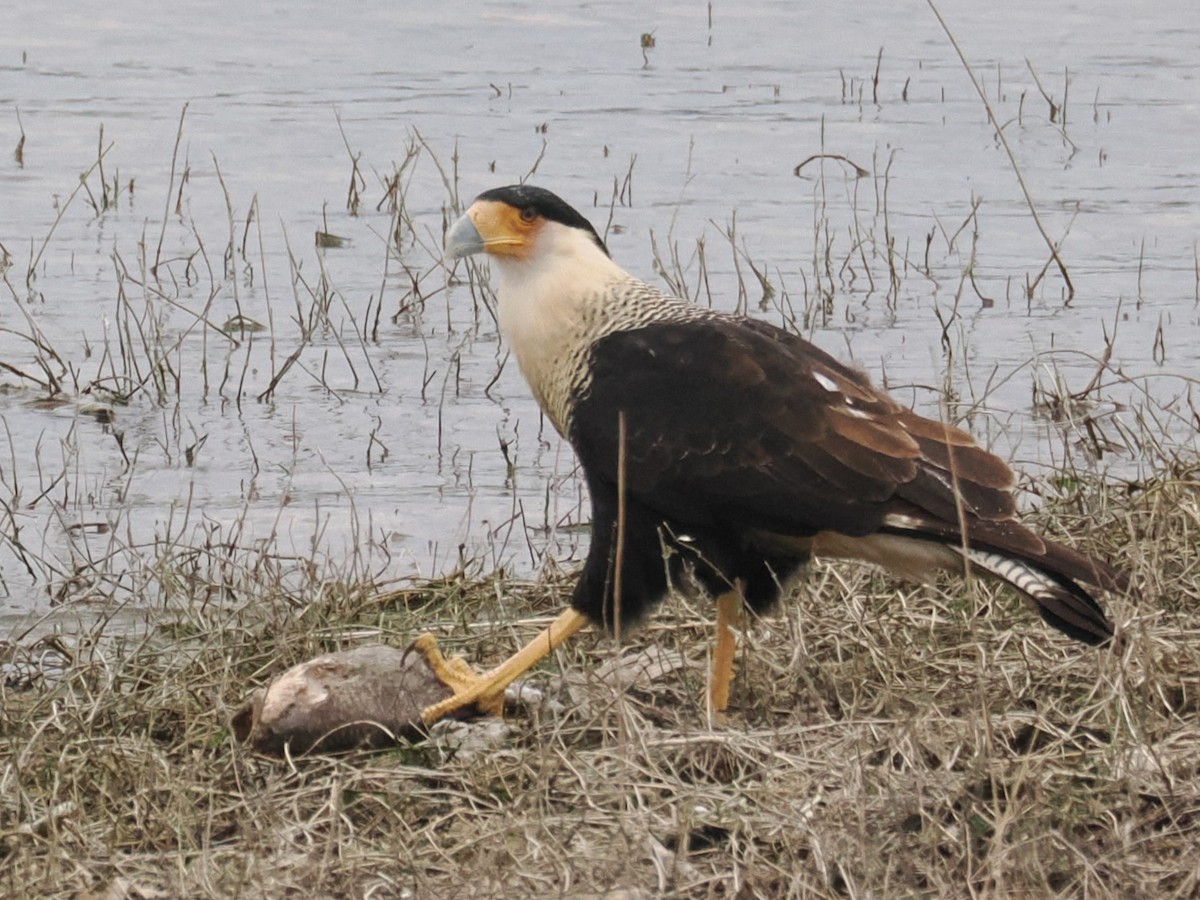 Crested Caracara (Northern) - ML646421177