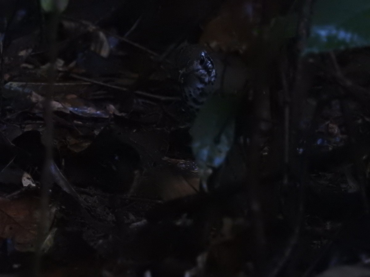 Spot-winged Thrush - ML646421179