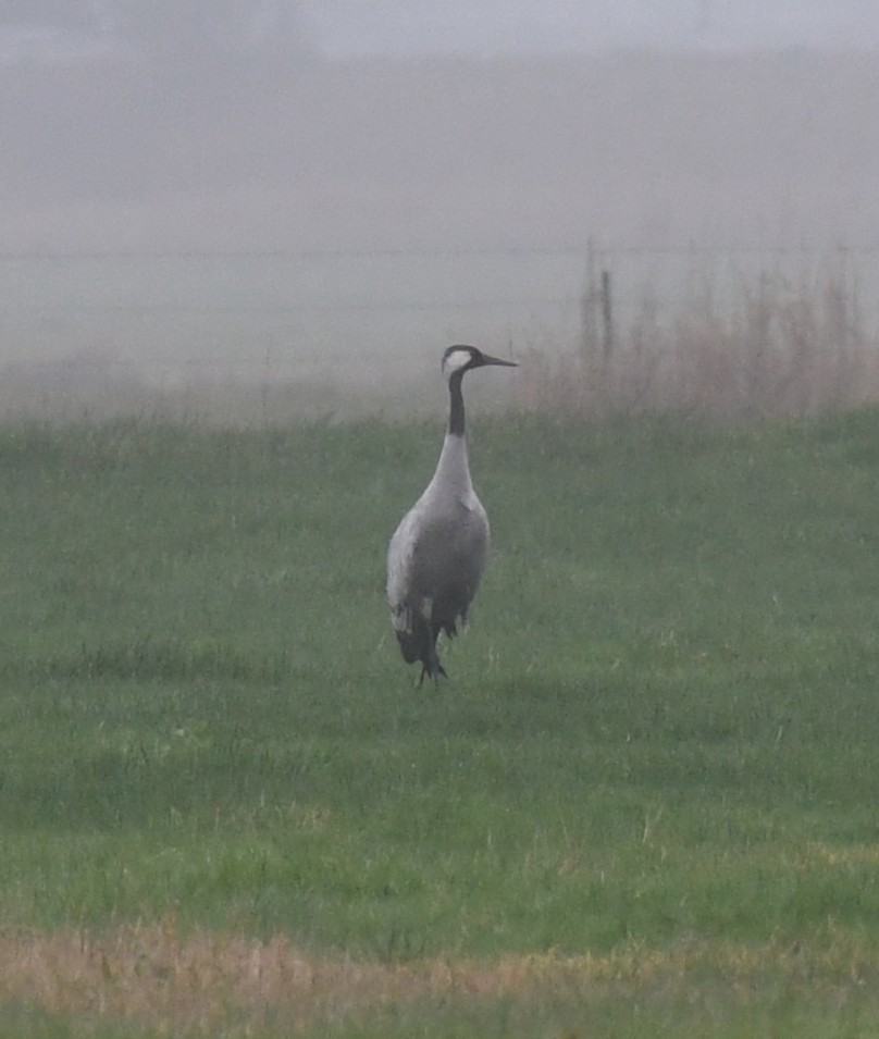 Common Crane - ML646421181