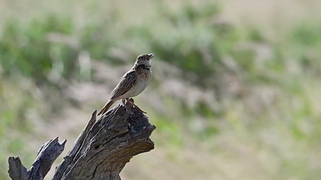 Red-winged Lark - ML646421182