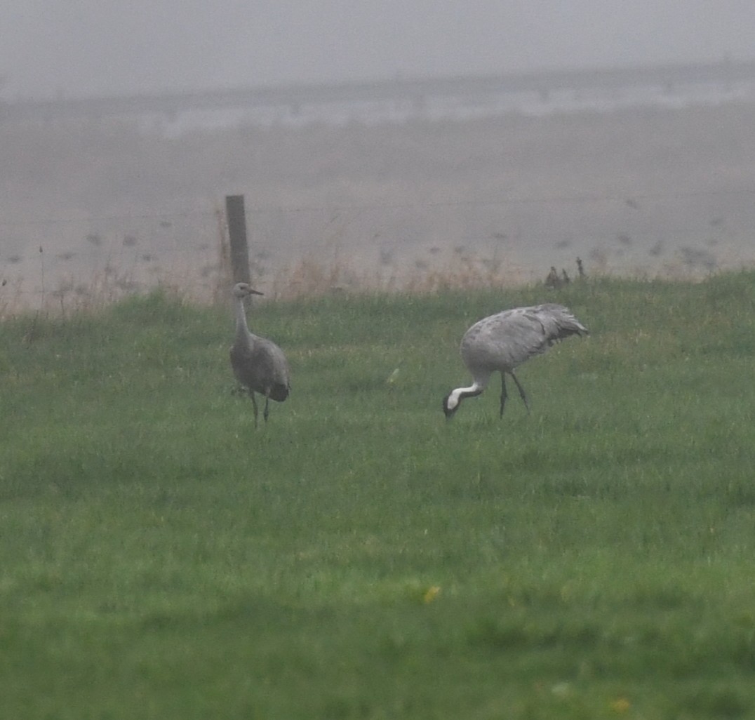 Common Crane - ML646421185