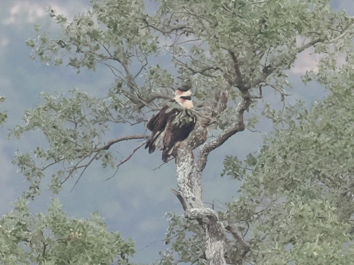 Crested Caracara (Northern) - ML646421186