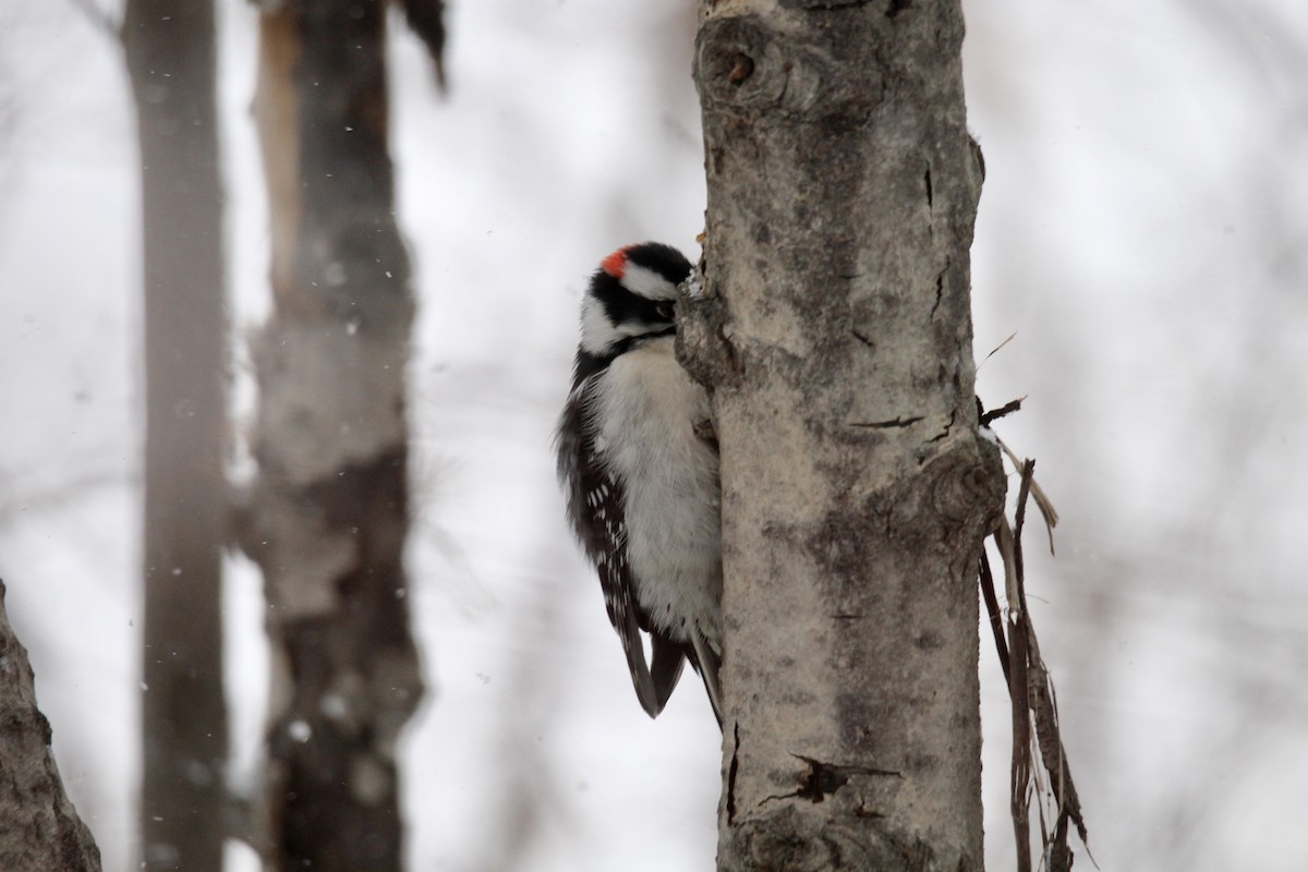Downy Woodpecker (Eastern) - ML646421188