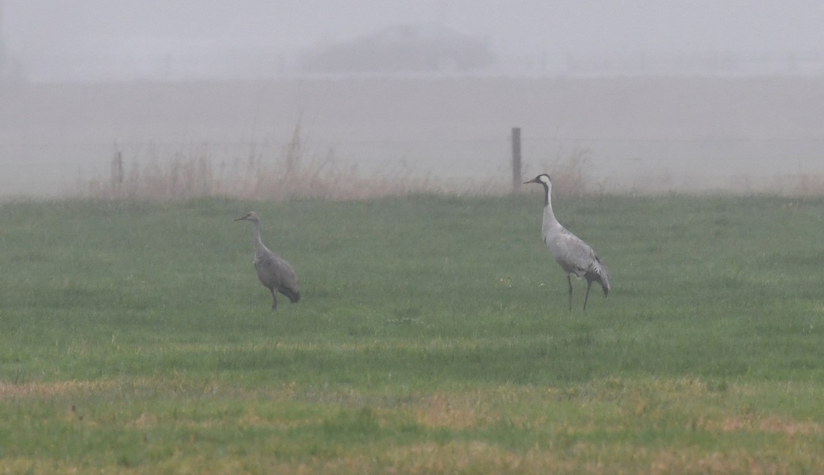 Common Crane - ML646421189